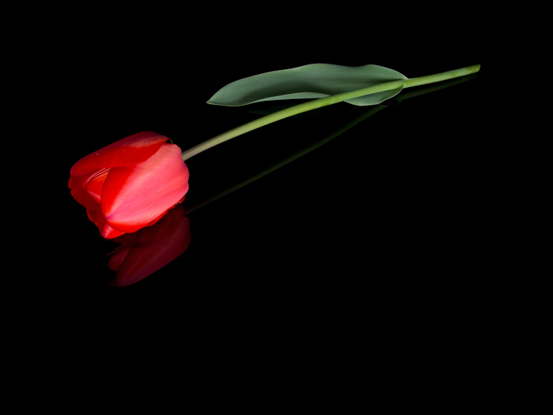 Significant reforms to Parental Bereavement Leave and Pay are being introduced in Northern Ireland.